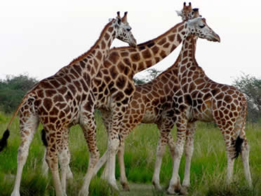 kidepo valley national park uganda